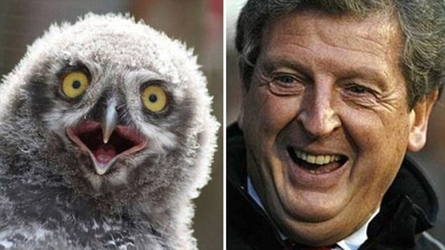 Khuôn mặt của Roy Hodgson và chú chim cú nhỏ mới giống nhau làm sao